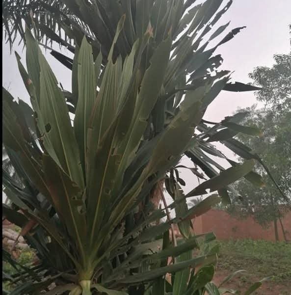 Contre la gonococcie et chlamydiae